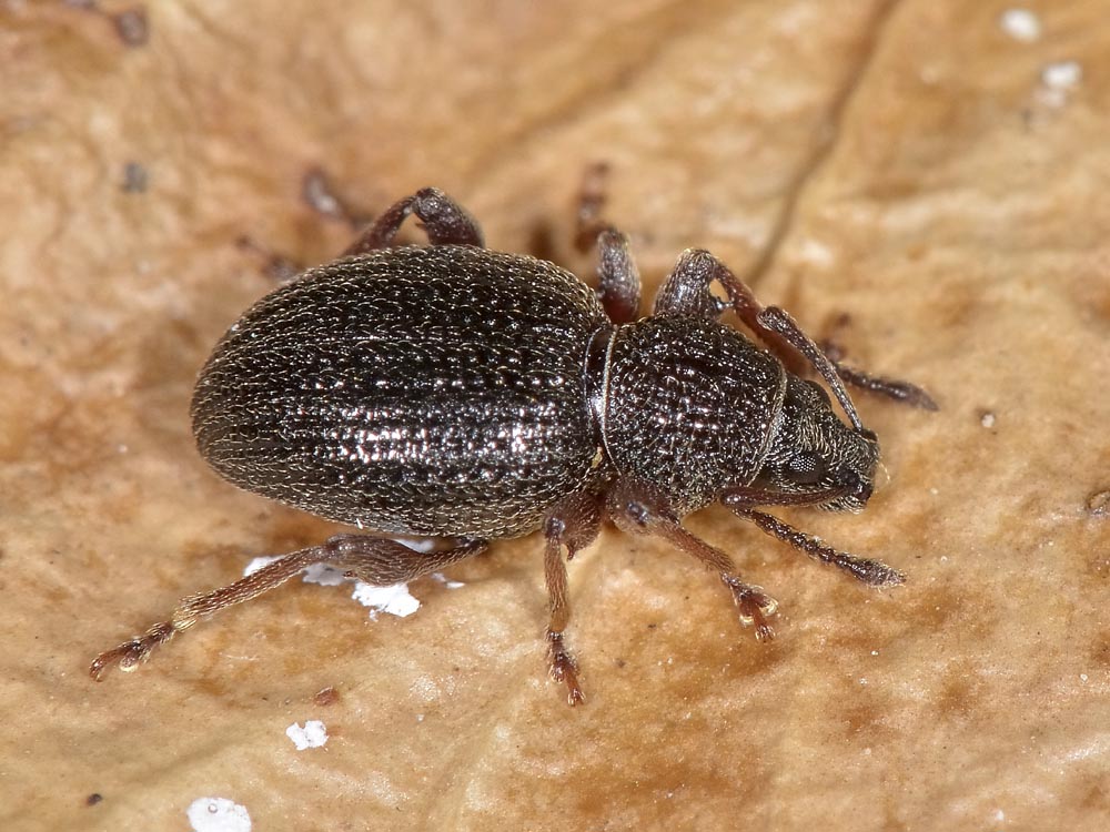 Otiorhynchus ovatus?